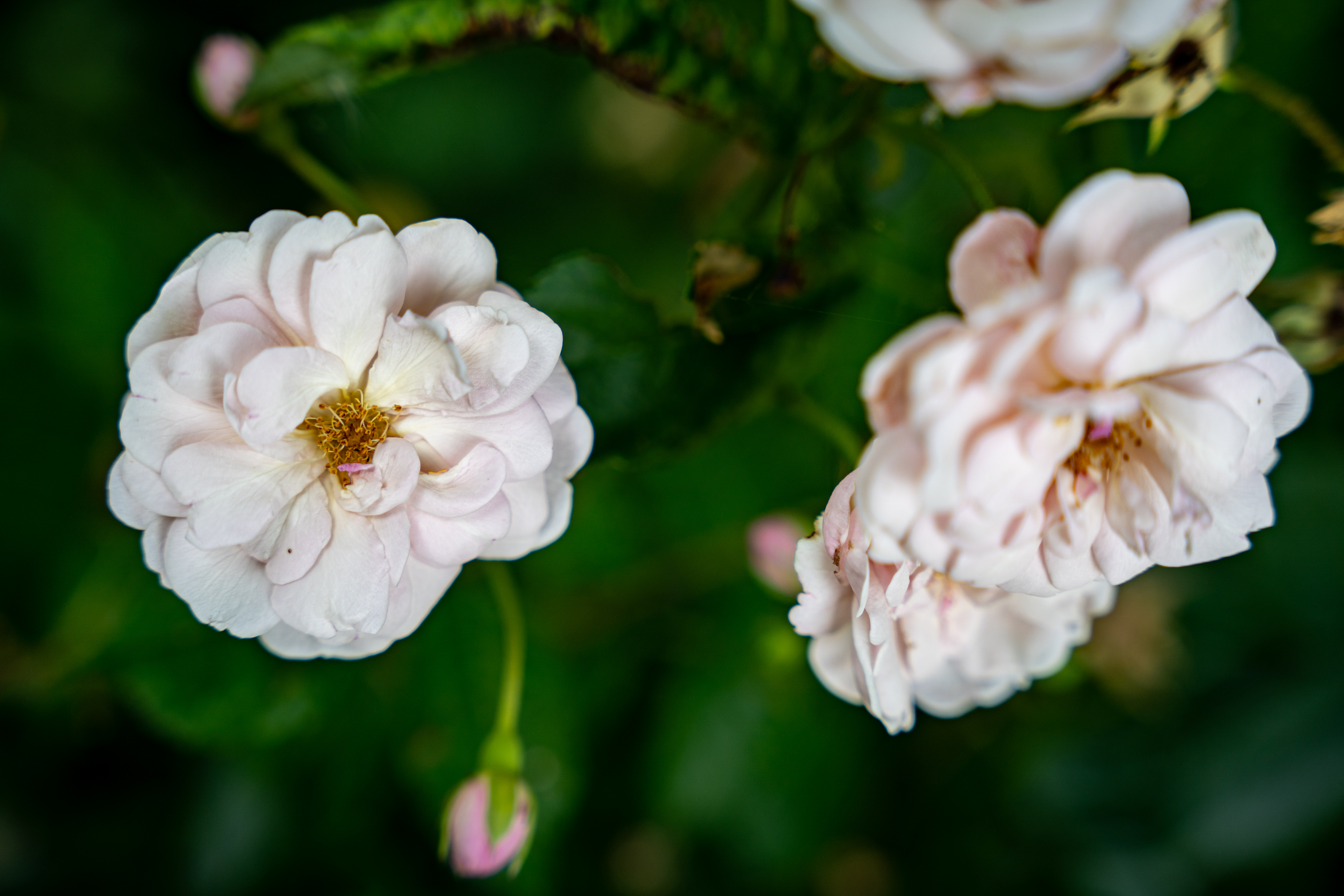 Retraite Femme — roses